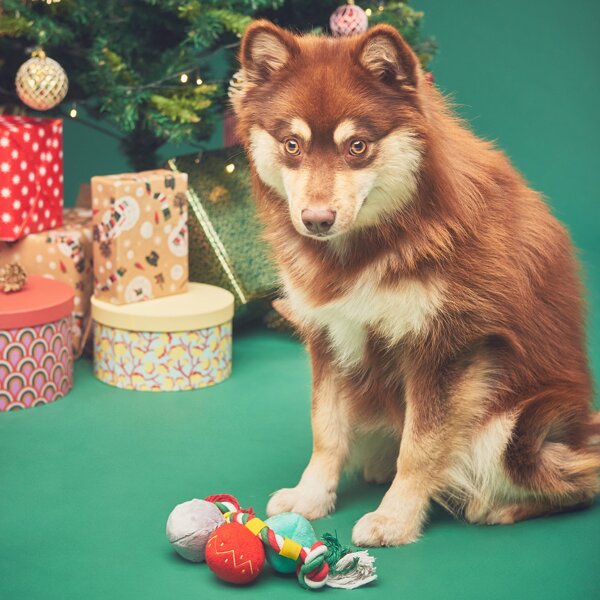 Christmas Cotton Rope Dog Toy, Multicolor