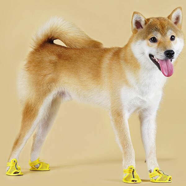 4pcs Breathable Pet Shoes, Yellow