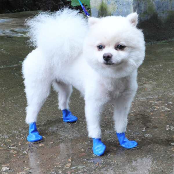 4pcs Plain Pet Rain Boots, Blue