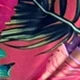 Rosa Fucsia