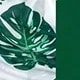Vert sapin