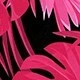Rosa Fucsia