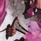 Prune