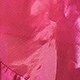 Rosa Fucsia