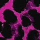 Rosa Fucsia