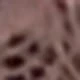 Rot