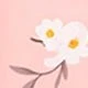 Rose bonbon