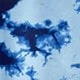 Bleu azur
