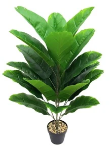 Albaricoque