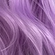 Lavender Purple