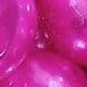 Rosa Fucsia