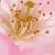 fleurs de cerisier