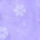 girasol morado