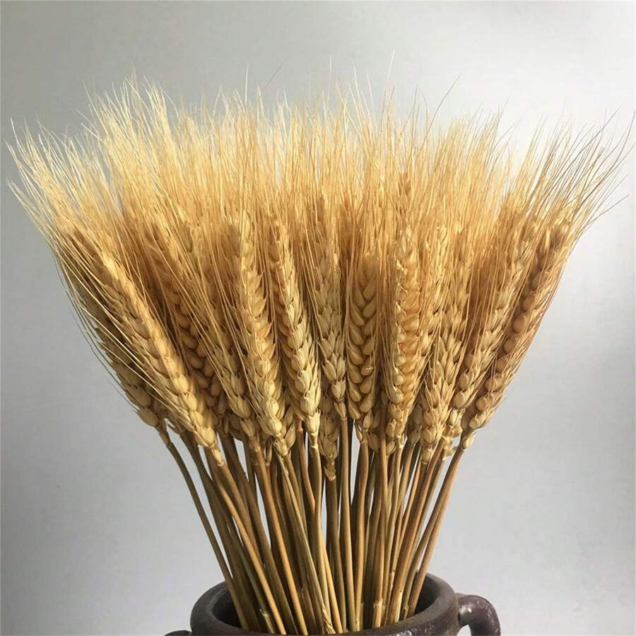 200/100/50/1 pièce Tiges Tiges De Blé Séchées Séché, Oreille Naturelle De Grain De Blé Fleurs Pour La Maison Table À Manger Arrangement De Fleurs Art Décoration De Mariage