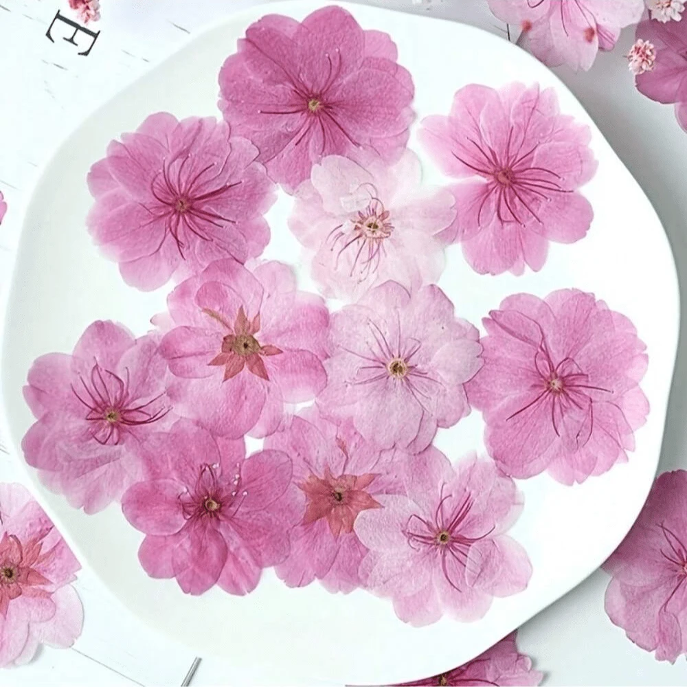 12 piezas Set de flores secas naturales de sakura - Flores prensadas reales para scrapbooking, marcos de fotos de resina, marcadores de libros, manualidades de arte DIY y decoraciones de arte, tarjetas de felicitación de boda, resina epoxi, sobre, pintura decorativa DIY, fabricación de fundas de teléfono, jabón, uñas