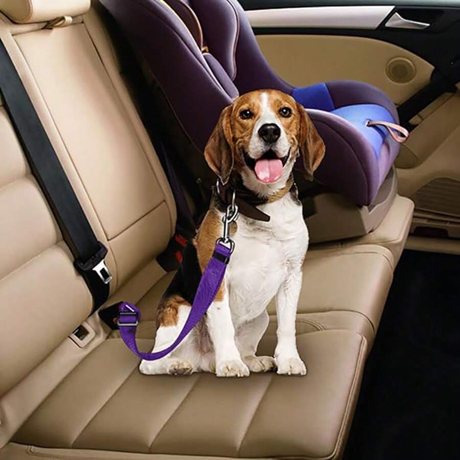 Correa de seguridad retráctil para mascotas para sacar a pasear gatos y perros
