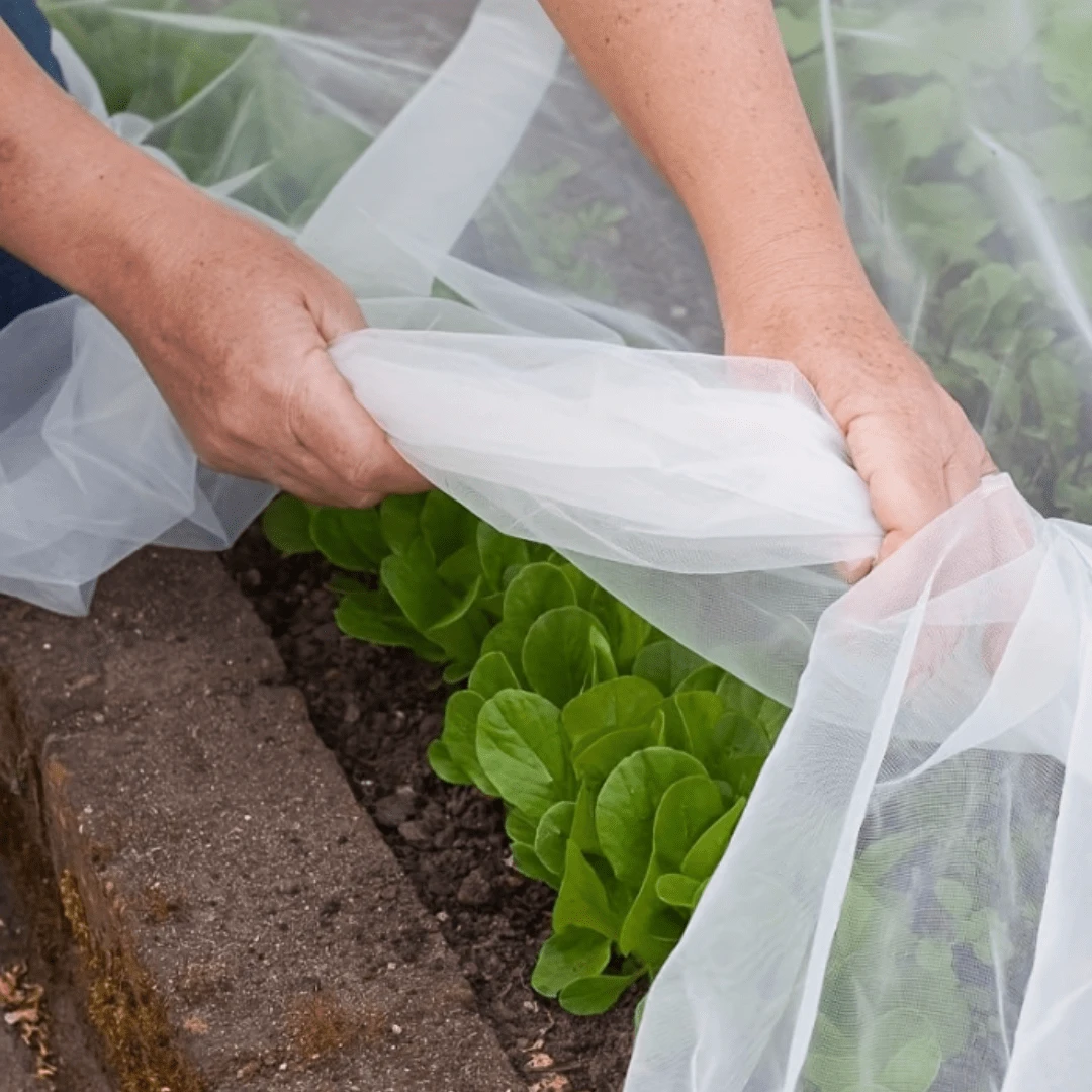 1 Pack, Insect Netting HDPE 60 Mesh, Polyethylene Material,Easy To Cut,Transparent Mesh , Fruit Cover Screen Protection Mesh Netting Greenhouse Plants Protection Net,Greenhouse Insect Proof Net, Plant And Fruit Protective Film