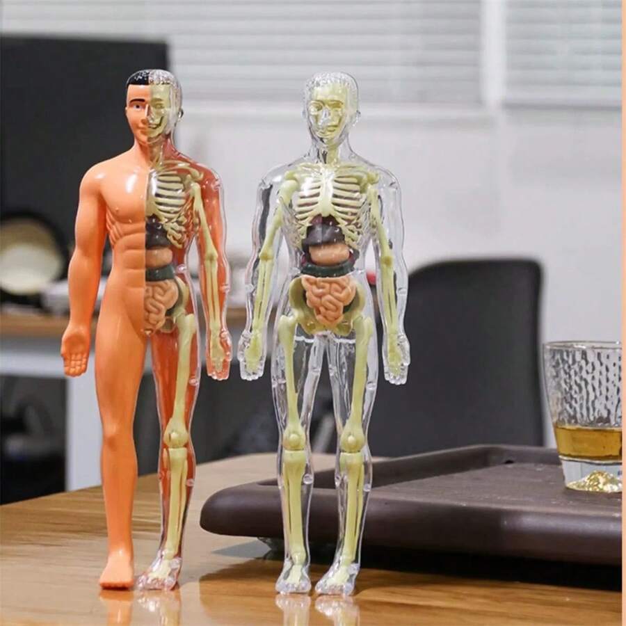 1PC Human Body Toy Translucent Fully Transparent Human Organ Model Explore Life Science Medical Experiment Bone Marrow Structure Model Toy, Human Organs, Chiropractor, Choxila Marrow, Organ, Speech Therapy
