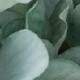 verde menta