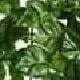 Ivy