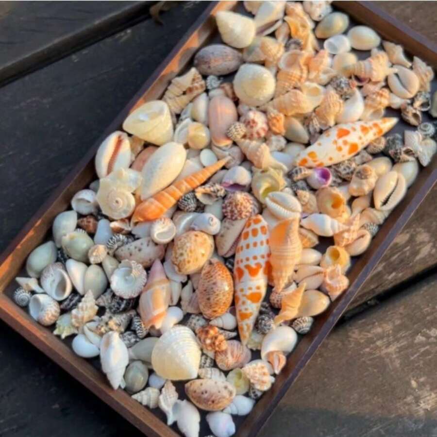 60, 120g/Bag Red Charm Shell Sand Pen Snail Tower Snail Various Shell Snails Fish Tank Decoration Home Decor Shooting Props Charming Glossy Shell Snail Best Gifts Birthday Graduation
