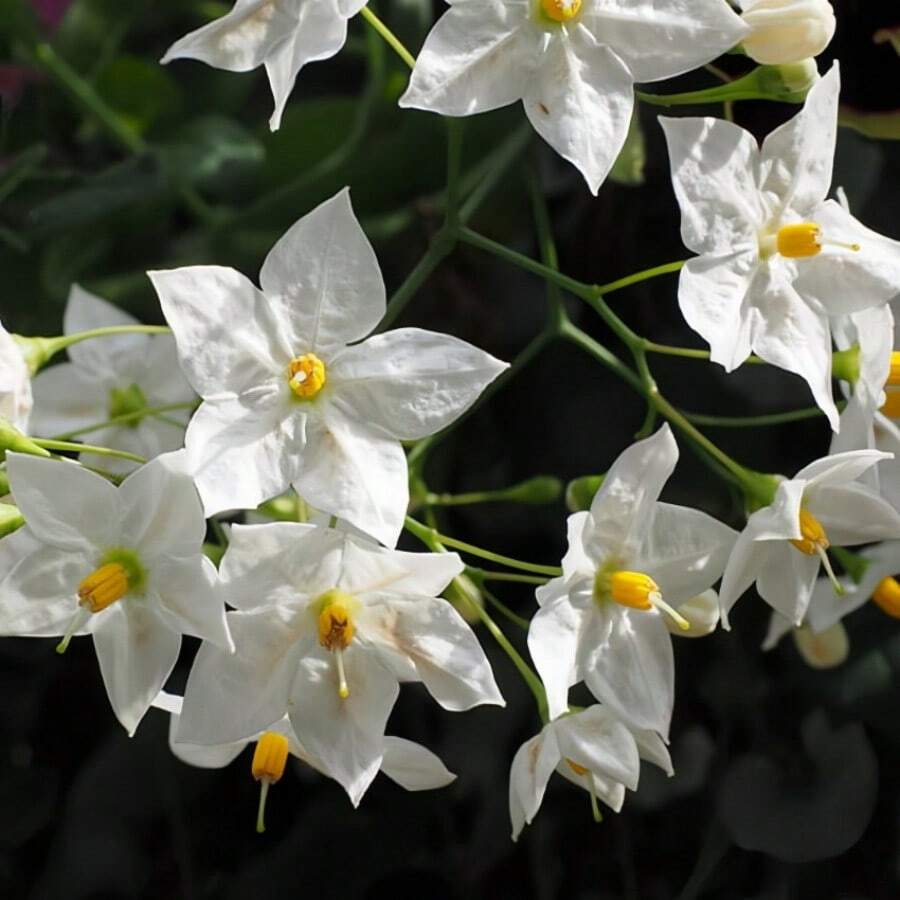Blumensamen Hohe Wachstumsrate Schöne Jasmin-Samen, Non-GMO Jasmin-Duft Süßes Gartenhaus, Verwendet für die Bepflanzung im Freien