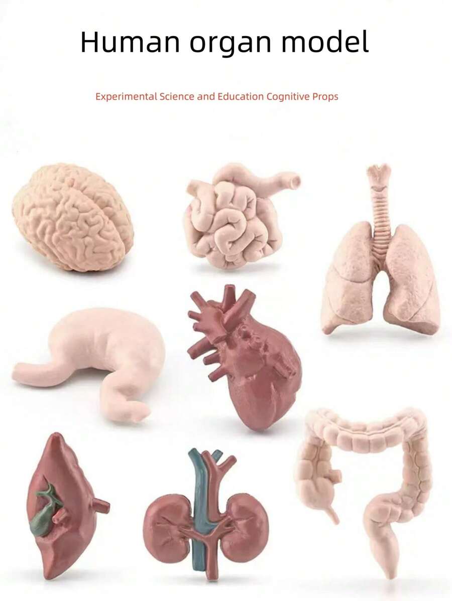 Giocattoli educativi di inizio anno scolastico per bambini, modelli di umani per insegnare, giocattoli cognitivi per la prima infanzia