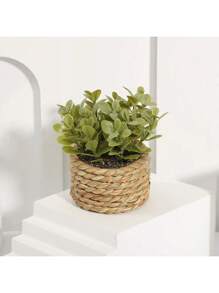 Plant 03
