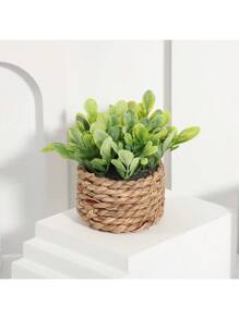 Plant 02