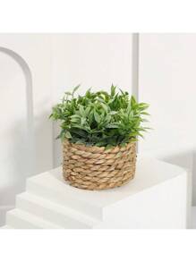 Plant 01