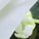 White-a#