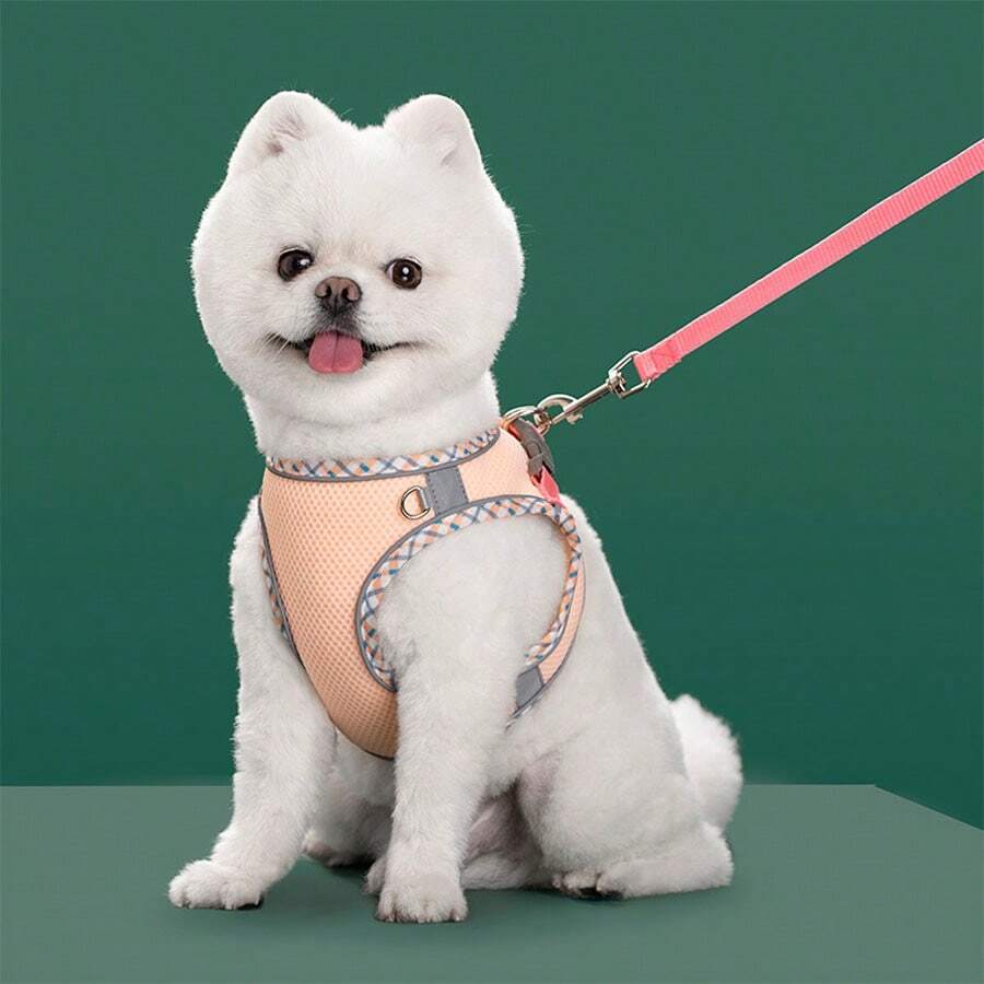 Harnais pour chien de promenade et ensemble de laisse pour chiens de petite et moyenne taille, Chihuahua, Pomeranian, accessoires de harnais pour chiens