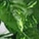 Pothos Leaves-green