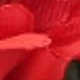 Begonia flor roja