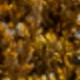 Hierba naranja amante
