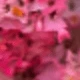 عشب الكريستال الوردي