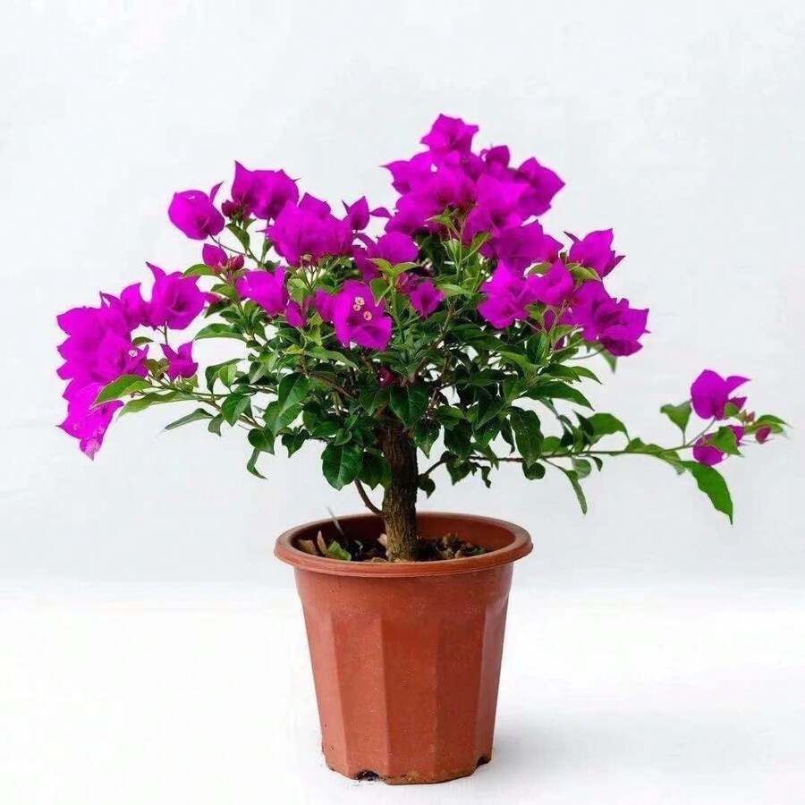 Garden 100 Fresh Seeds Mixed Nine-Fold Pavilion Flower Seeds Mixed Planting-Small Nine-Fold Pavilion Paper Flower Seeds Broom Cluster Machine Amazing Privacy Screen
