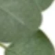 Eucalyptus Leaf Vine-green
