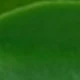 Grapefruit Leaf Vine-green