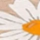 Daisy Flower