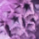 Erba di cristallo viola