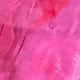 Rosa Fucsia