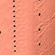 Coral Pink