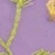 Morado