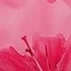 Rose bonbon