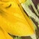 Mostaza Amarilla