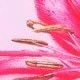 Rose bonbon