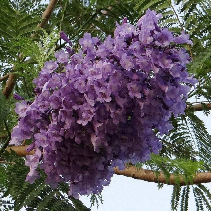 High Germination Rate 50 Jacaranda Mimosa Tropical Tree Plant Seeds - Purple Showy Flowers For Breathtaking Landscapes