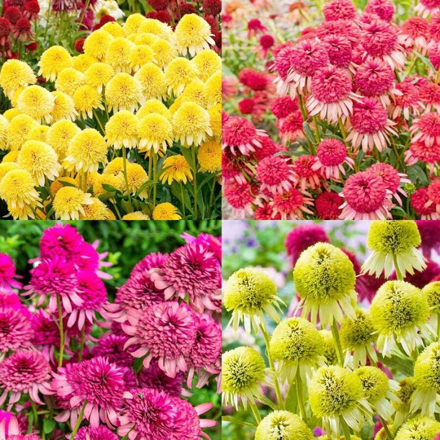 200+ Eichelblumen-Samen für Gartenpflanzung im Freien, hohe Keimrate, hitze- und kältebeständige Blumensamen