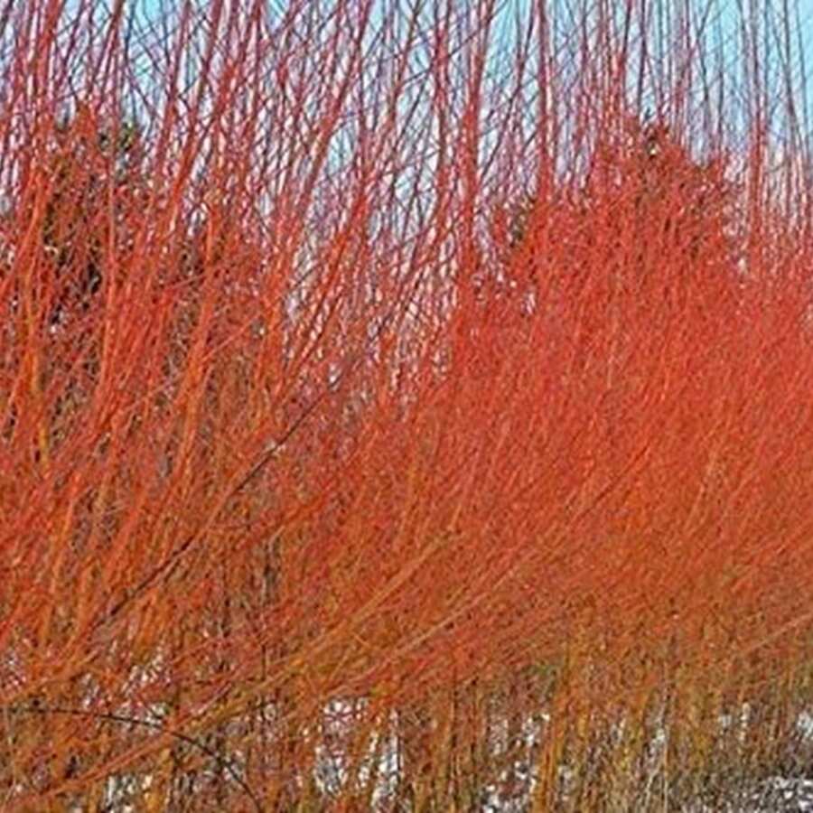 Zwei Flammenweidenbäume - Leuchtende orange und rote Rinde - Einzigartige und seltene lebende Baumpflanzen - Züchten Sie 2 Flammenweidenbäume - Ideal für Bonsai oder Outdoor-Anbau